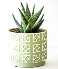 Book an Appointment with Aileen Besharat for Speech-Language Pathology (SLP)